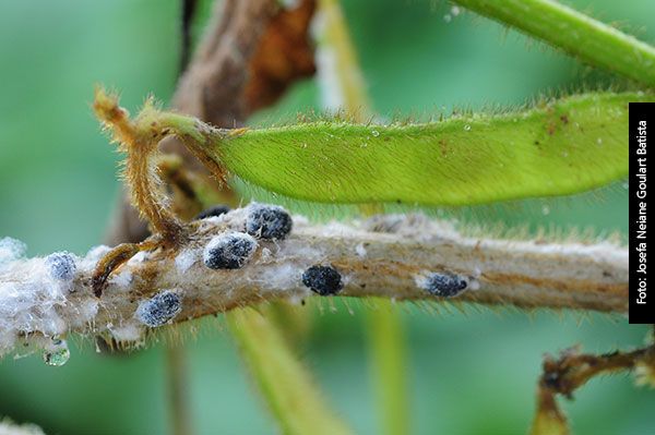 Manejo de Mofo Branco na cultura da soja