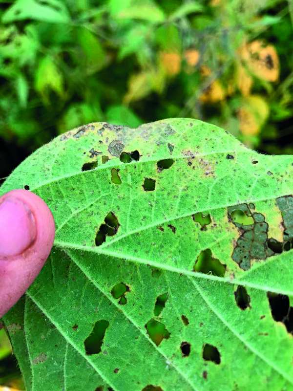 Manejo da ferrugem asi&aacute;tica da soja em um cen&aacute;rio crescente de resist&ecirc;ncia aos fungicidas