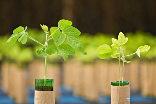 Mapa homologa cole&ccedil;&atilde;o de microrganismos da Embrapa Soja para o uso em inoculantes