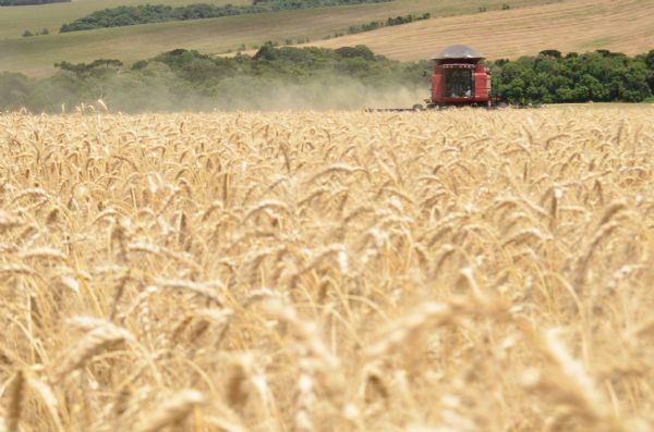 Época adequada de semeadura pode reduzir perdas de produtividade do trigo