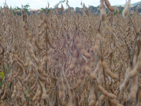  Manejo do solo e inocula&ccedil;&atilde;o da braqui&aacute;ria s&atilde;o destaques da Embrapa Soja no Tecnoshow