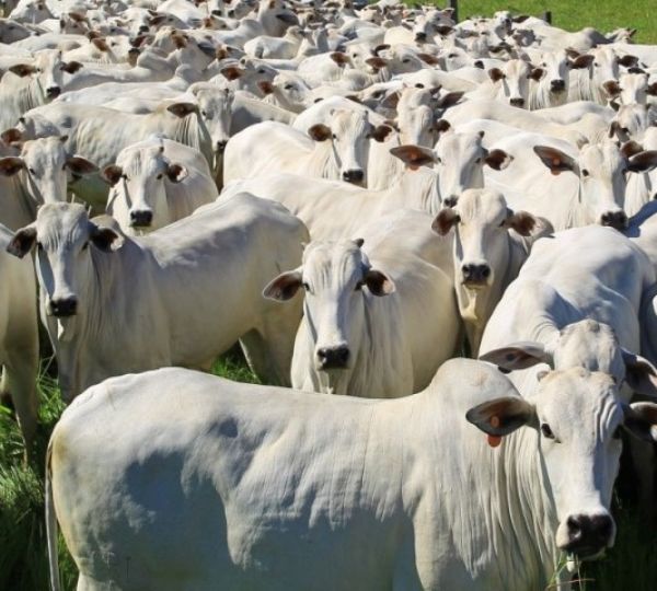  Expolondrina: Semin&aacute;rio de bovinos de corte debate rumos da atividade