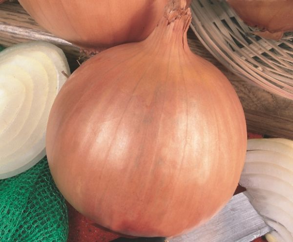 Topseed Premium estar&aacute; no XXX Semin&aacute;rio Nacional de Cebolas para discutir o futuro da cebolicultura