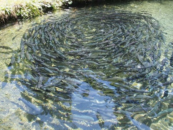 Produ&ccedil;&atilde;o de peixes no Brasil cresce 8% em 2017