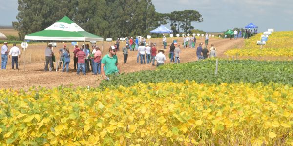Dia de Campo apresenta soja em quatro &eacute;pocas de plantio