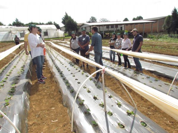Profissionaliza&ccedil;&atilde;o no cultivo do morango