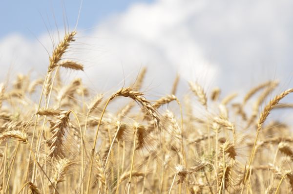 Escassez de trigo e alta do d&oacute;lar podem se refletir no bolso do consumidor