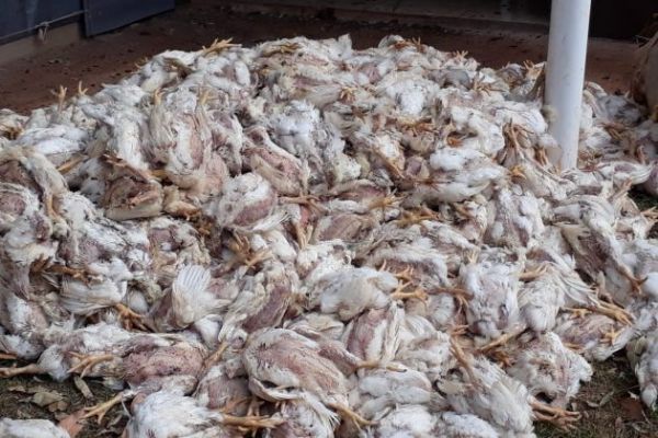 FAEP: Agroneg&oacute;cio paranaense contabiliza preju&iacute;zo astronômico com greve dos caminhoneiros