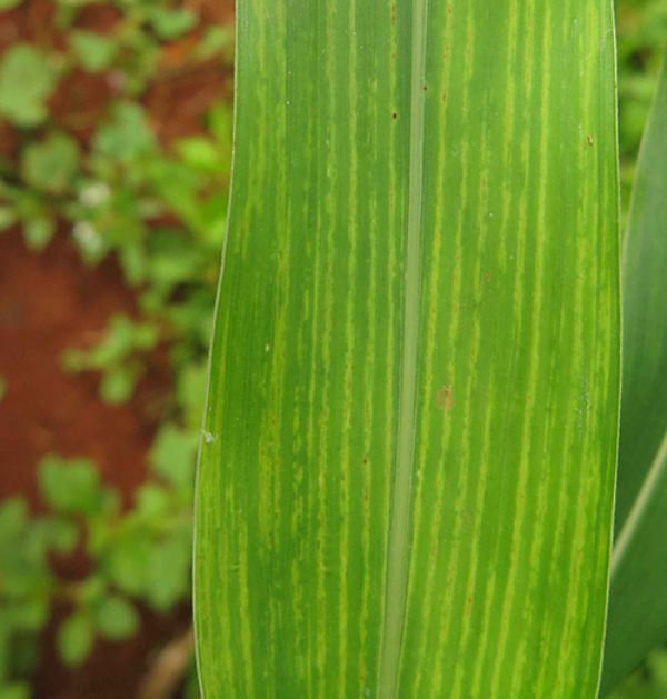  Mais um v&iacute;rus causador de mosaico em sorgo &eacute; identificado no Brasil