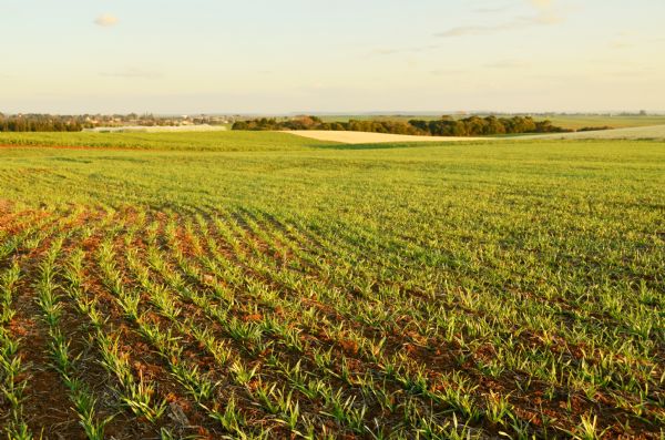 AMANHÃ: Reuni&atilde;o vai definir Valor da Terra Nua (VTN)