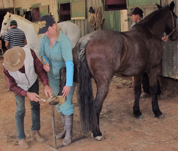Sindicato e Senar realizam curso de casqueamento e ferrageamento equino