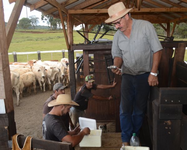 Mais uma campanha contra febre aftosa