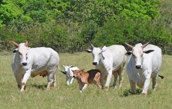 ARTIGO: Uso de antioxidantes em bovinos: uma estrat&eacute;gia para potencializar a produtividade