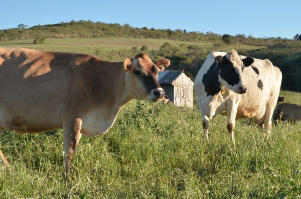 Aten&ccedil;&atilde;o produtores de leite: Expogua recebe programa&ccedil;&atilde;o especial neste s&aacute;bado (4)
