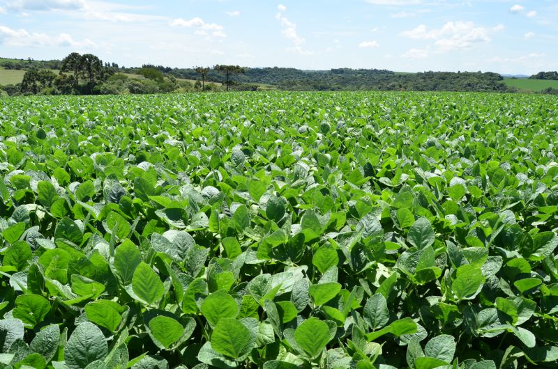  Caminhos da Soja come&ccedil;a percorrer o Paran&aacute; nesta segunda-feira (27)