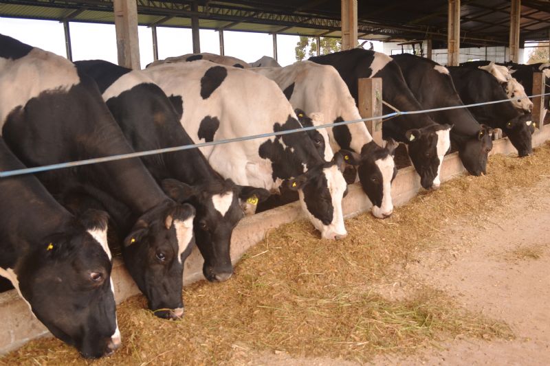 Fazenda de gado de corte come&ccedil;a produ&ccedil;&atilde;o de leite