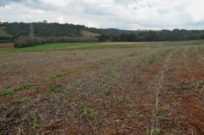Fazesc levanta atributos do solo para balizar pesquisas