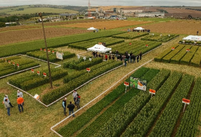 Cultivares permitem escalonar melhor a produção