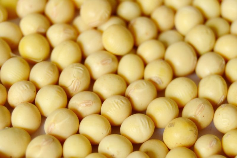   Curso oferece diagnóstico sobre qualidade da semente de soja