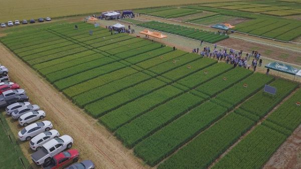 Novas cultivares fortalecem a qualidade dos trigos gaúchos e catarinenses