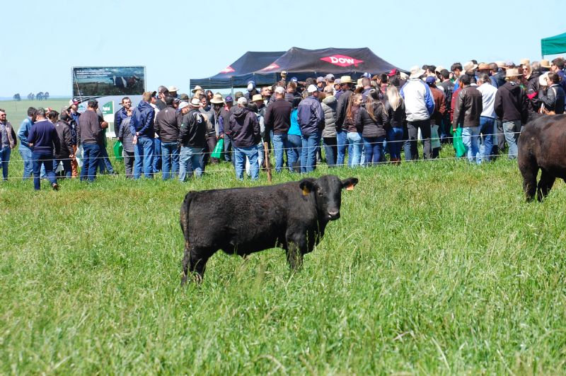 No campo, por uma pecuária eficiente