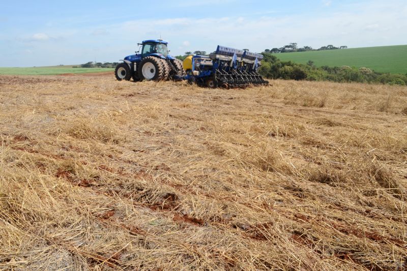 Milho: entre altos e baixos do mercado