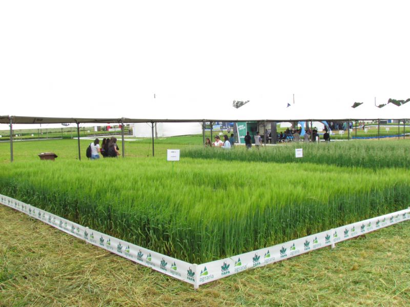  WinterShow 2018: tecnologia e informação sobre cereais de invernos