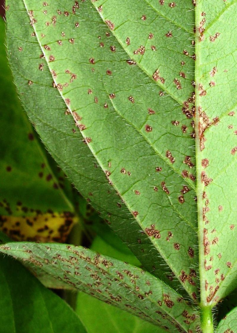 Paraná tem primeiro foco de ferrugem asiática em área comercial nesta safra