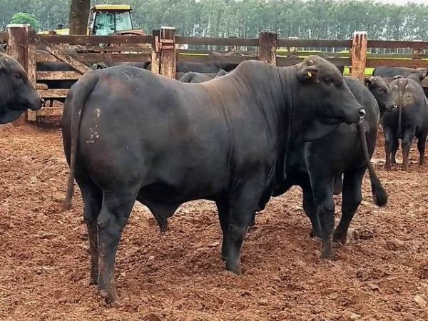 Maragogipe vence Concurso de Carcaça Angus com genética 100% GENEX