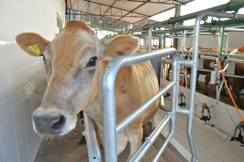  Representantes do Sindicato Rural participarão de workshop sobre qualidade do leite