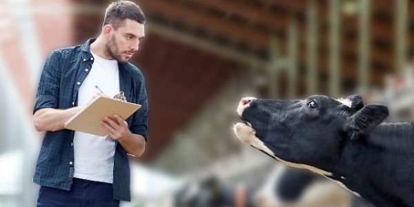 ARTIGO: Conversando com as vacas: conheça o conceito cowsignals