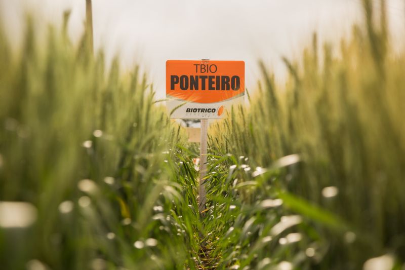 Para semear soja mais cedo