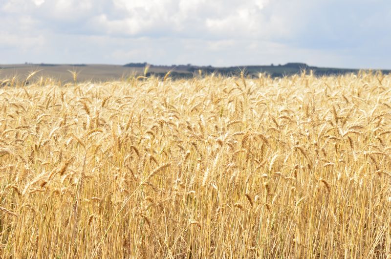 Pesquisadores identificam um novo vírus associado ao mosaico do trigo