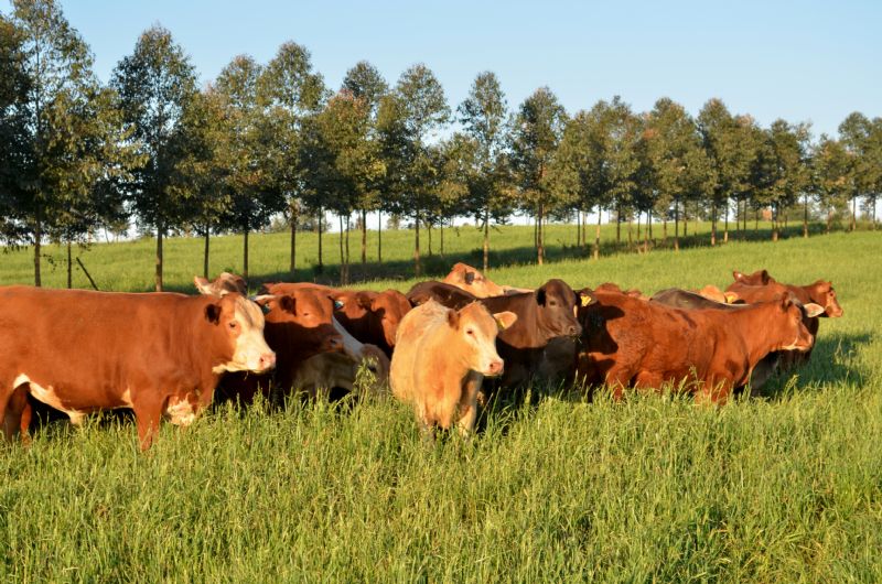 Comitiva de produtores da França visita propriedades da região