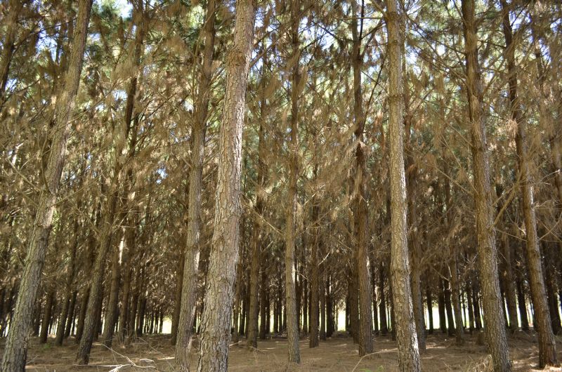 Paraná passa a contar com Plano Estadual de Florestas Plantadas