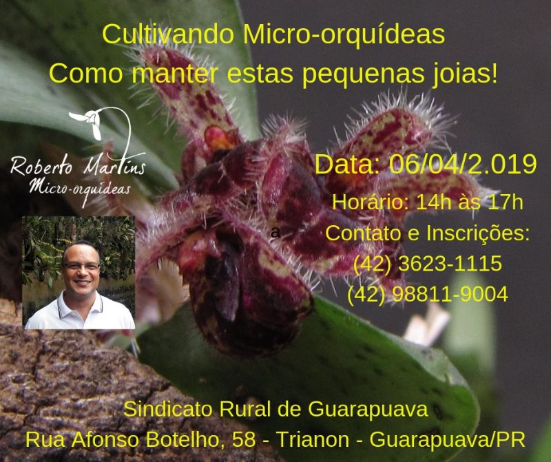 Inscrições abertas para  palestra sobre micro-orquídeas