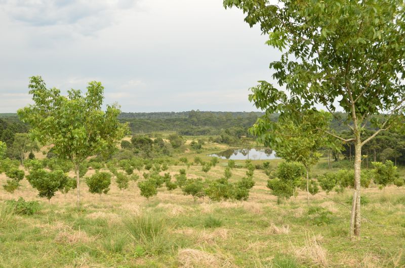Sindicato Rural e Viveiros Pitol promovem dia de campo sobre nozes pecã