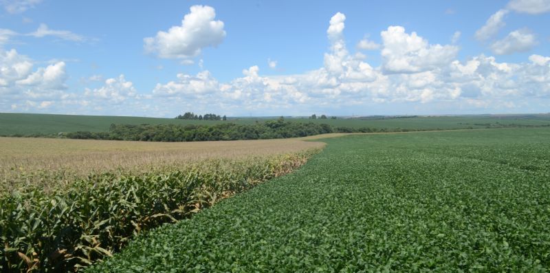 Safra de verão 2018/2019: calor atípico semeou desafios