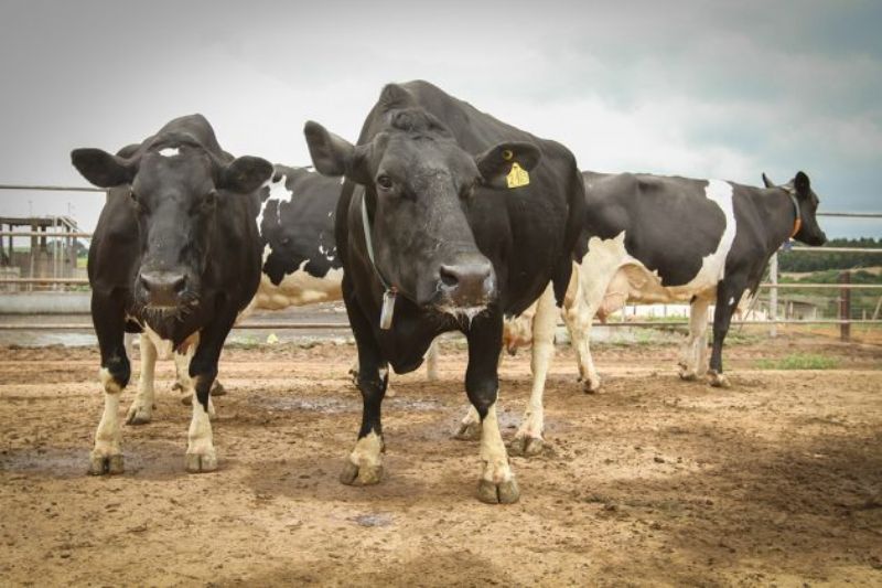 Paraná é recordista na criação de Vacas Vitalícias