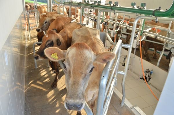 Mercado de leite apresenta indícios de recuperação em abril