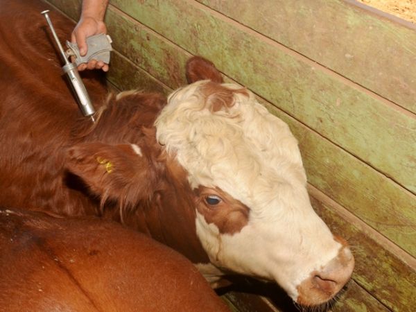 Sanidade animal: Paraná realiza última vacinação contra aftosa