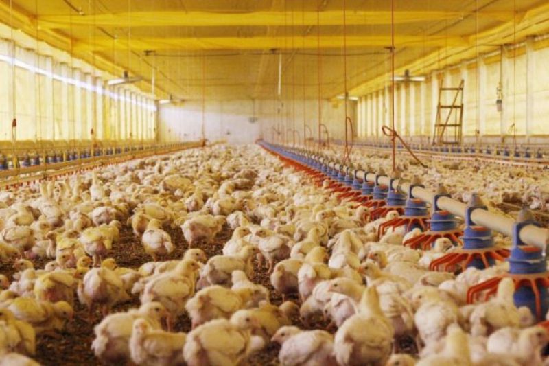 SENAR-PR desenvolve novos cursos para produtores de aves