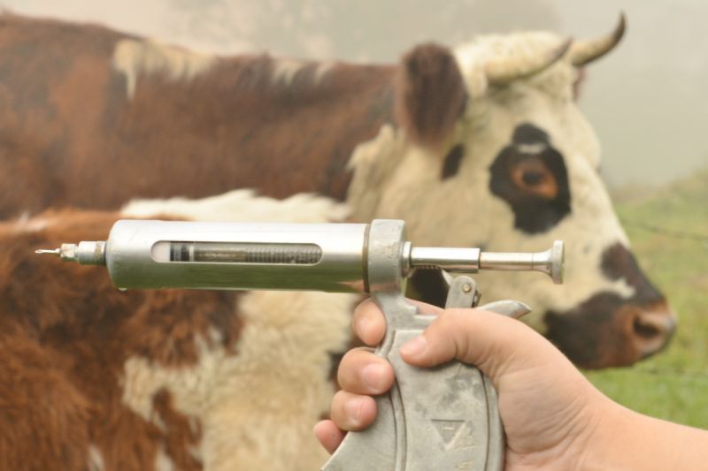 Campanha de Vacinação contra Febre Aftosa terminou na última sexta-feira (31)