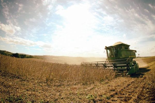 Plano Agrícola e Pecuário 2019/20 desagrada setor