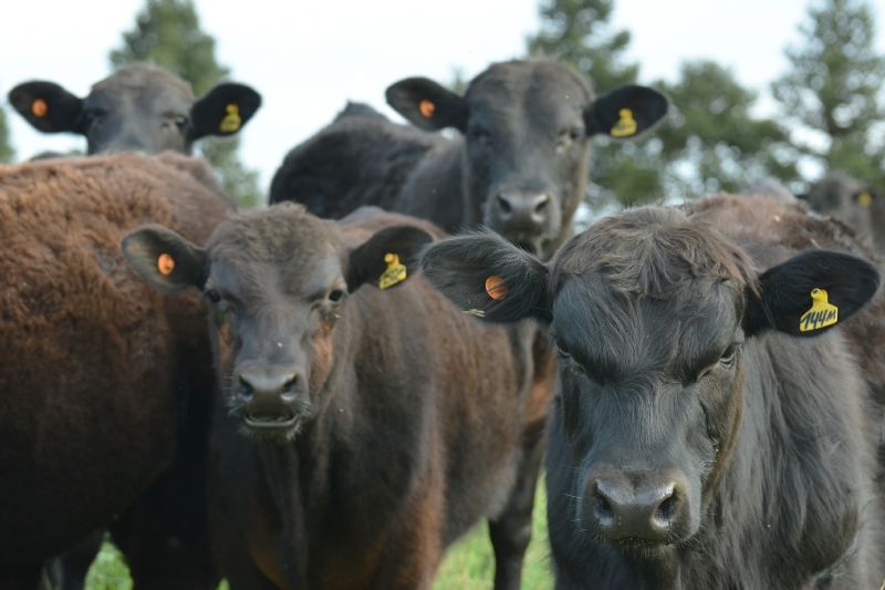 Sindicato Rural de Guarapuava emite GTA