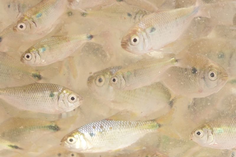 Temporada de pedidos de alevinos no Sindicato Rural já está aberta