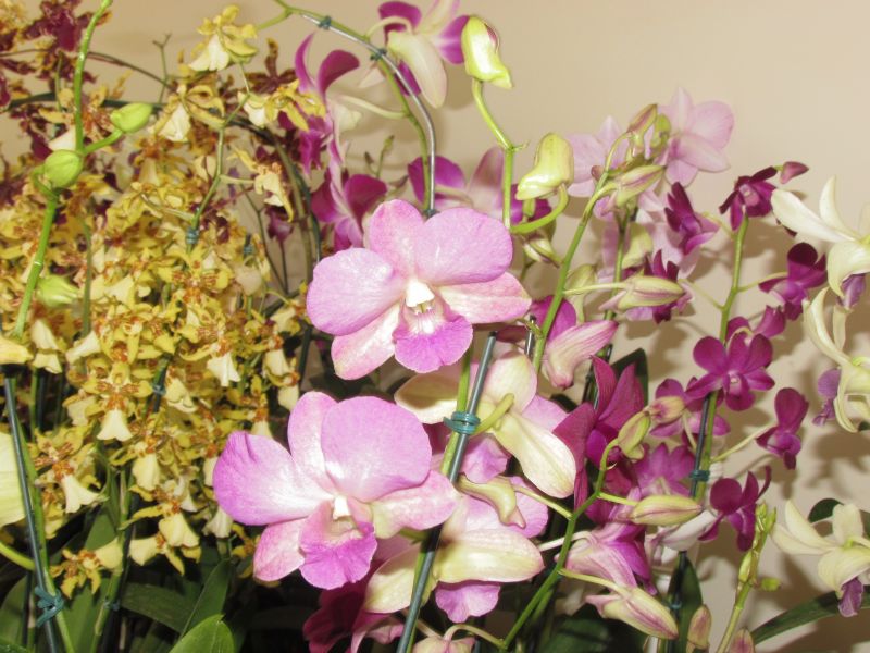 Sindicato Rural de Guarapuava e SENAR realizam curso sobre orquídeas