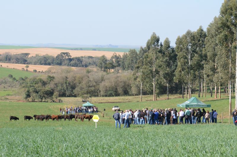 Integração Lavoura-pecuária-floresta