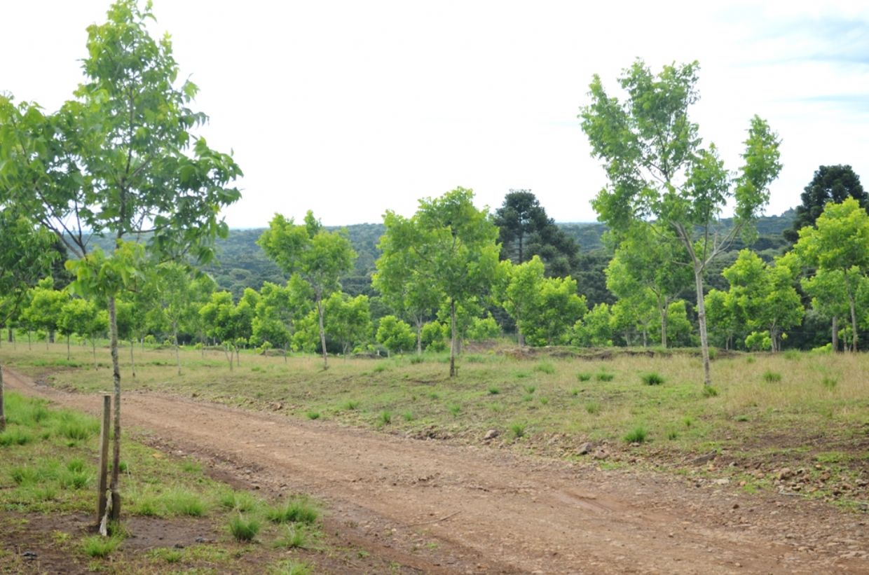 Curso vai abordar a poda de verão das nogueiras-pecã