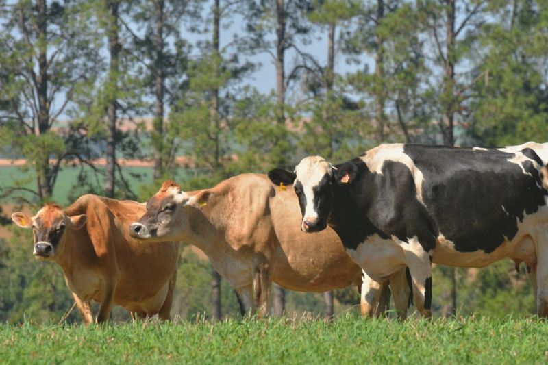 Produtores de leite já podem contar com a Nutrir e Lacto 1000 na região de Guarapuava